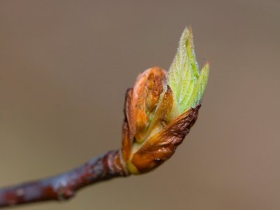 Osmaronia cerasiformis - vonivka třešňová - pupen list